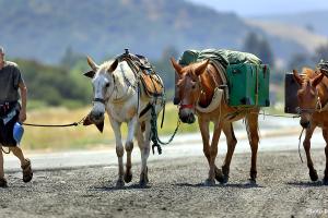 three mules carrying loads are led by a man
