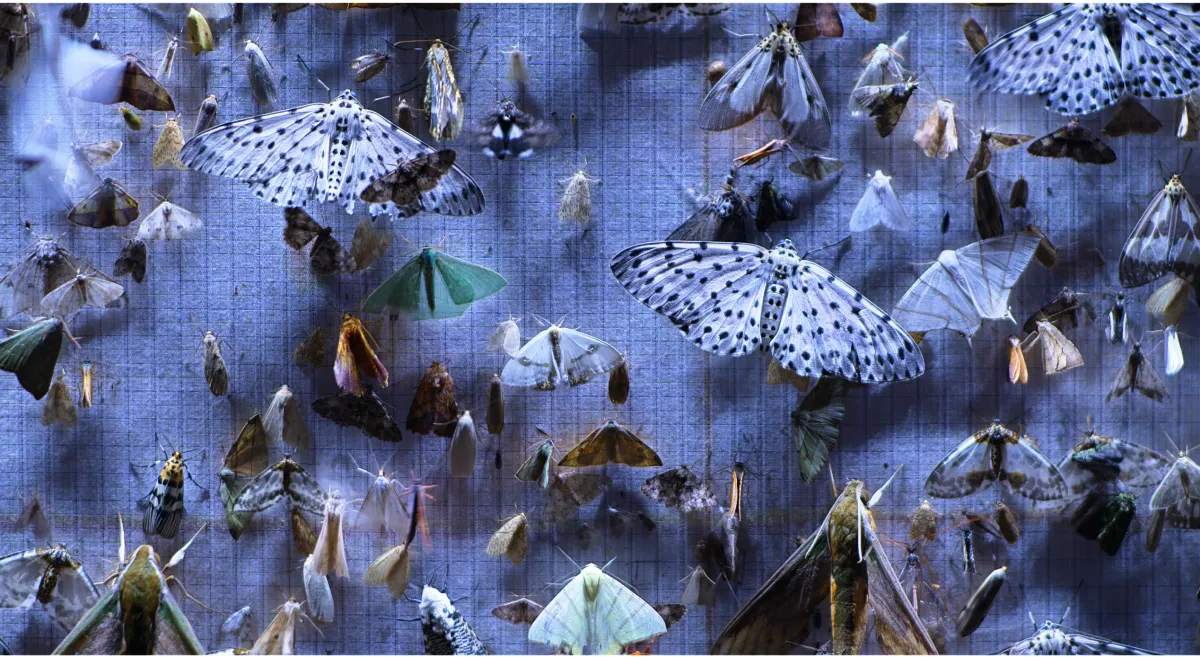 a large number of colorful moths are pinned to a gray background 